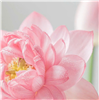 Trần Thị Ngọc Phượng 